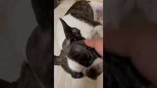 いじけてる時は、呼んだらすぐ来ます🐶#shorts 　　　　　　　　　　　　　　　　　　　　　　　　　　　　"If you call me, I'll come right away."