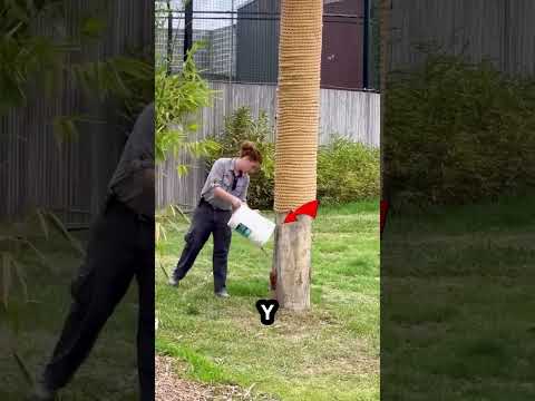 ¡Nunca subas a un árbol si un tigre te persigue! Mira por qué #peliculas #trending#shorts