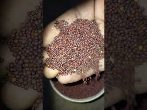 Black 30 red mustard seed