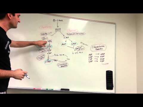 Purine and Pyrimidine synthesis pathway made easy!