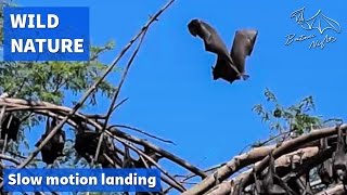 Little red flying foxes landing in slow motion