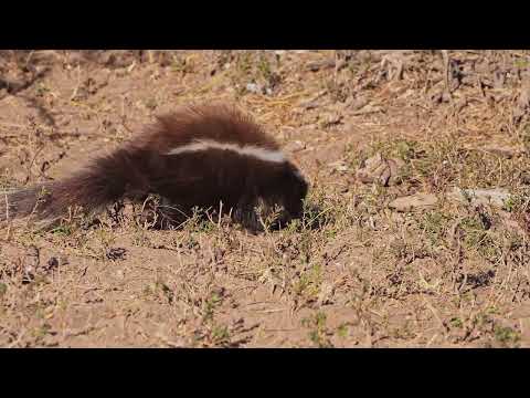 Zorrino (Conepatus chinga) en los montes áridos de La Paz, Mendoza | Fauna silvestre de Argentina