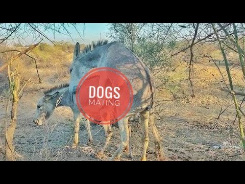 Beautiful Donkey Mat*ng | Mating Donkey #animals #donkey