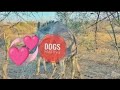 Beautiful Donkey Mat Ng Mating Donkey Animals Donkey