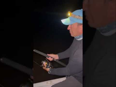 Short-tailed River Stingray +500lbs - New World Record