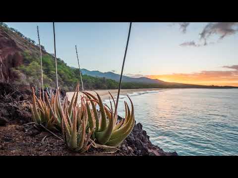 Jose Tabarez: Agave (Jaap Ligthart Remix)