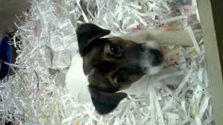 preview picture of video 'Very cute  Jack Russell Terrier!'
