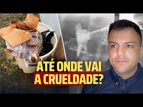 Cachorro é deixado preso em lixeira durante a chuva, no Paraná; veja o que aconteceu depois