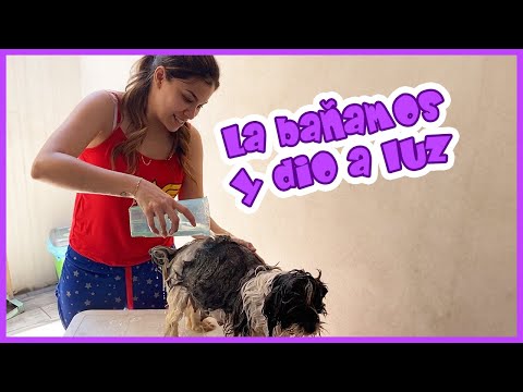 MY DOG'S GIVING BIRTH - LIZ ELIZONDO - MY DOG GAVE BIRTH TO 8 PUPPIES - BATHING MY DOG