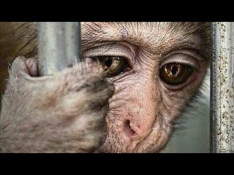 Death And A Zoo - Roger Hodgson