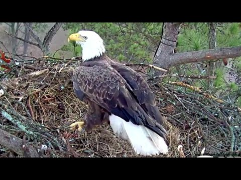 BERRY COLLEGE~Dad takes over the Incubation duty ~7:43 AM 2020/01/30