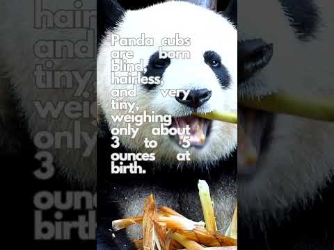 What do you call a panda that's dancing?A "bamboo"-gie bear!