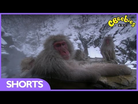 CBeebies | Andy's Baby Animals | Snow Monkeys at the hot springs