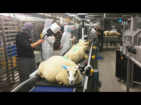 Amazing Sheep Farming Technology - Modern Tools
