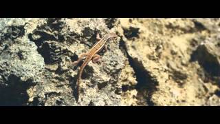 Jay Charm   Love Drug Oficial Video HD 2014