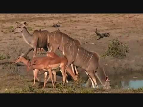 Part 1 PM Safari Drive at Djuma Game Reserve on Nov 10, 2015