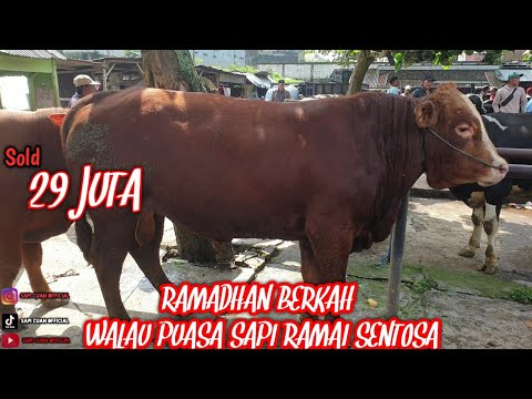 29 juta SOLD LIMUSIN JUMBO RAMADHAN BERKAH WALAU PUASA TRANSAKSI SAPI RAMAI SENTOSA