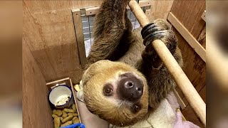 Vote on names for ZooMontana's new sloth