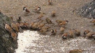 preview picture of video 'Indian House Sparrow (Passer domesticus indicus) party !'
