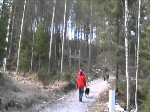 Kirkkovuorelle karstula kävelemässä  kävelyä noin 350m aikas jyrkkää nousua kokoajan 1 5 2011