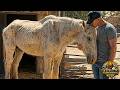 This Broken Horse Stopped Fighting For Life… Until She Felt Love Again