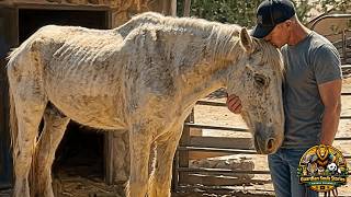 This Broken Horse Stopped Fighting For Life… Until She Felt Love Again