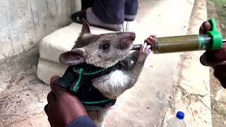 Rats with backpacks trained for search and rescue