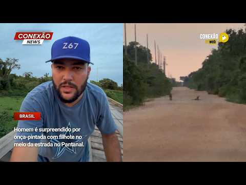 Vídeo: Homem é surpreendido por onça-pintada com filhote no meio da estrada no Pantanal.