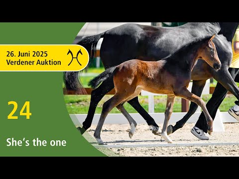 No. 24 She's the one by Sebastino PS - Fürstenball | Verden Auction Online - foals - June, 26th