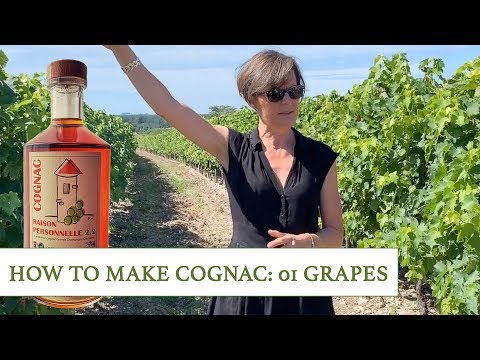 download lagu mp3 mp4 Grape That Helps Make Cognac, download lagu Grape That Helps Make Cognac gratis, unduh video klip Grape That Helps Make Cognac