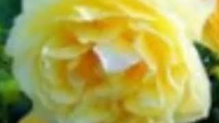 Download lagu Dimana Janjimu mp3