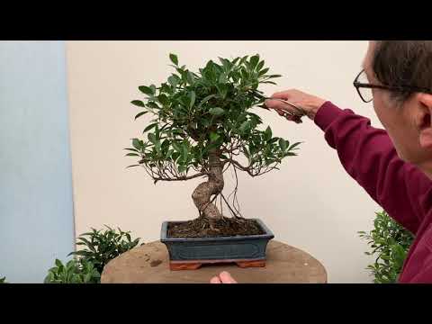 , title : 'Ficus Bonsai Care and Pruning'