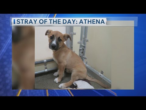 Meet Today's Stray of The Day: Athena! - YouTube