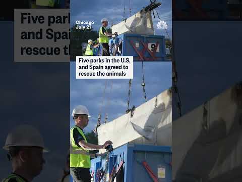 Belugas arrive in U.S. after being rescued from Marineland