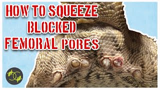 How to Squeeze Blocked Femoral Pores in Bearded Dragons - Cookies Critters - Squeezing Clogged Pores