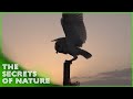 Discovering Animal Behaviour 1 3 The Secrets Of Nature