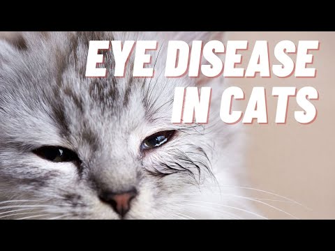 Some Known Details About Eye Disease in Cats - Symptoms, Causes, Diagnosis