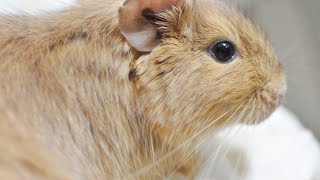 デグーのりーちゃん、日常編　Degu's daily life