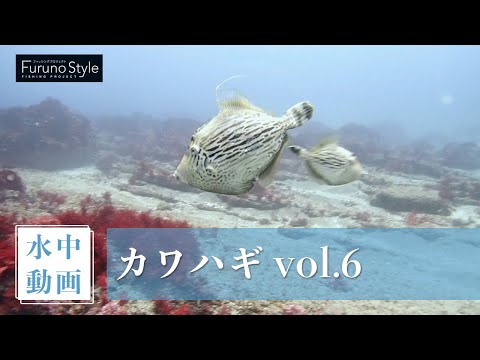 カワハギ vol.6