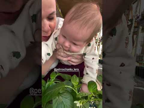 Проверяем рассаду ПЕТРОВЧАНКА ЛЕРА petrovchanka_lera #garden #жизньзагородом #огород #shorts