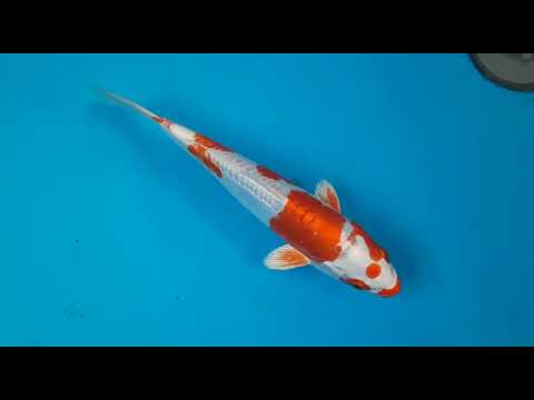 G4085 04 KIKUSUI 23 CM FARM OGATA