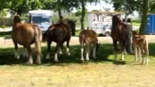 preview picture of video 'PLOUDALMEZEAU - Concours de chevaux  - Edition 2009'