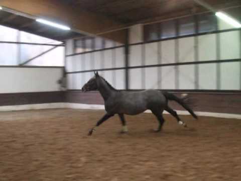 "COSTA" 2,5 j. Hann. Hengst v. Comte - Rabino -for sale- VB 6.000,- Euro