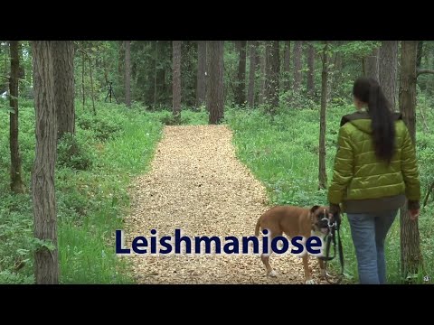 Leishmaniose - Ratgeber »Dein Hund - glücklich & gesund«
