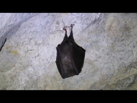 Wideo - Jaskinia Wierzchowska - YouTube