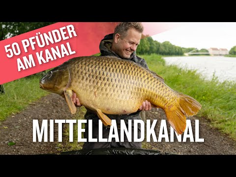 Karpfenangeln am Mittellandkanal | 50 PFUND Kanalkarpfen | Anfüttern | wo sind die Karpfen?