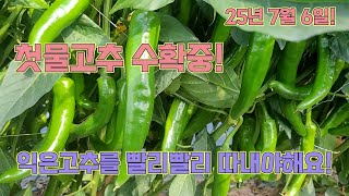 익은고추를 빨리빨리 따내줘야 순멎이가 멈춥니다!! 고추농사 잘 짓는 농사의여신 비법!!!