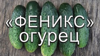 Огурец Феникс Плюс Отзывы Фото Огурец Феникс Плюс Отзывы Фото