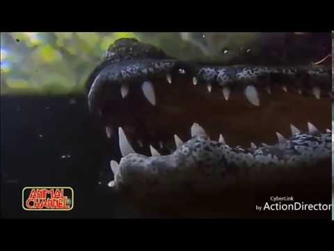 Crocodile attacks in male lion