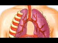 WAPWON COM The Respiratory System